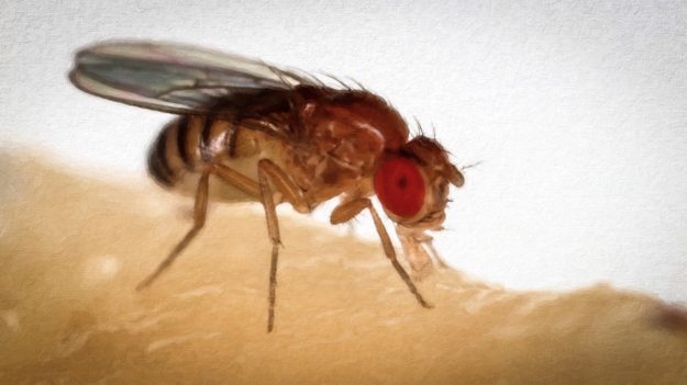 KILL FRUIT FLIES BY OCALA WEBSITE DESIGNS PHOTO OF FRUIT FLY